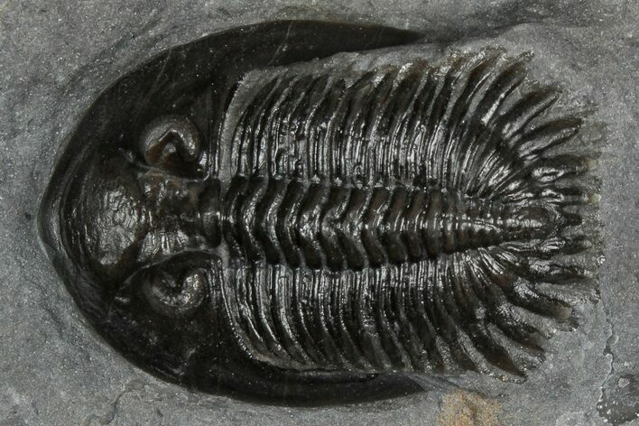 Mrakibina Trilobite - Mrakib, Morocco #352628